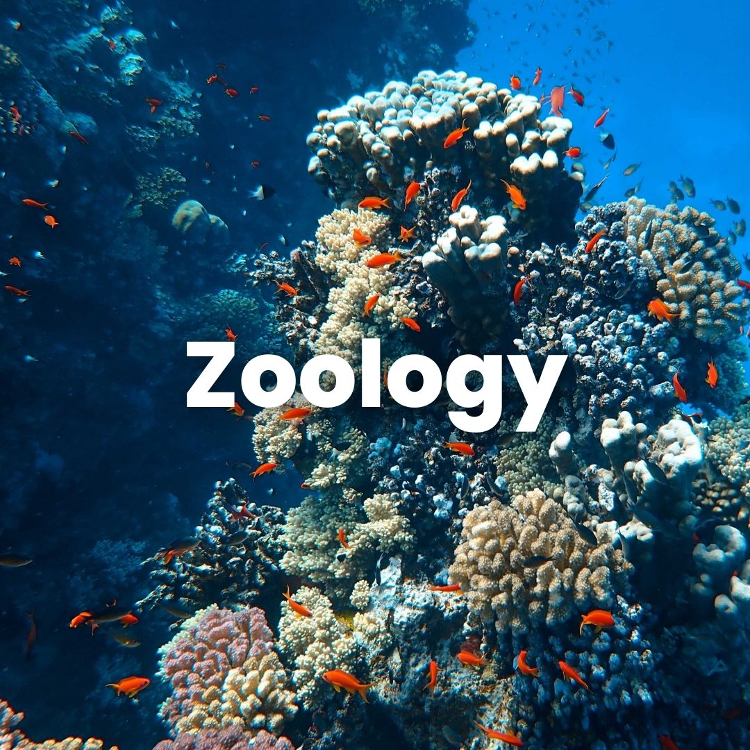 Zoology