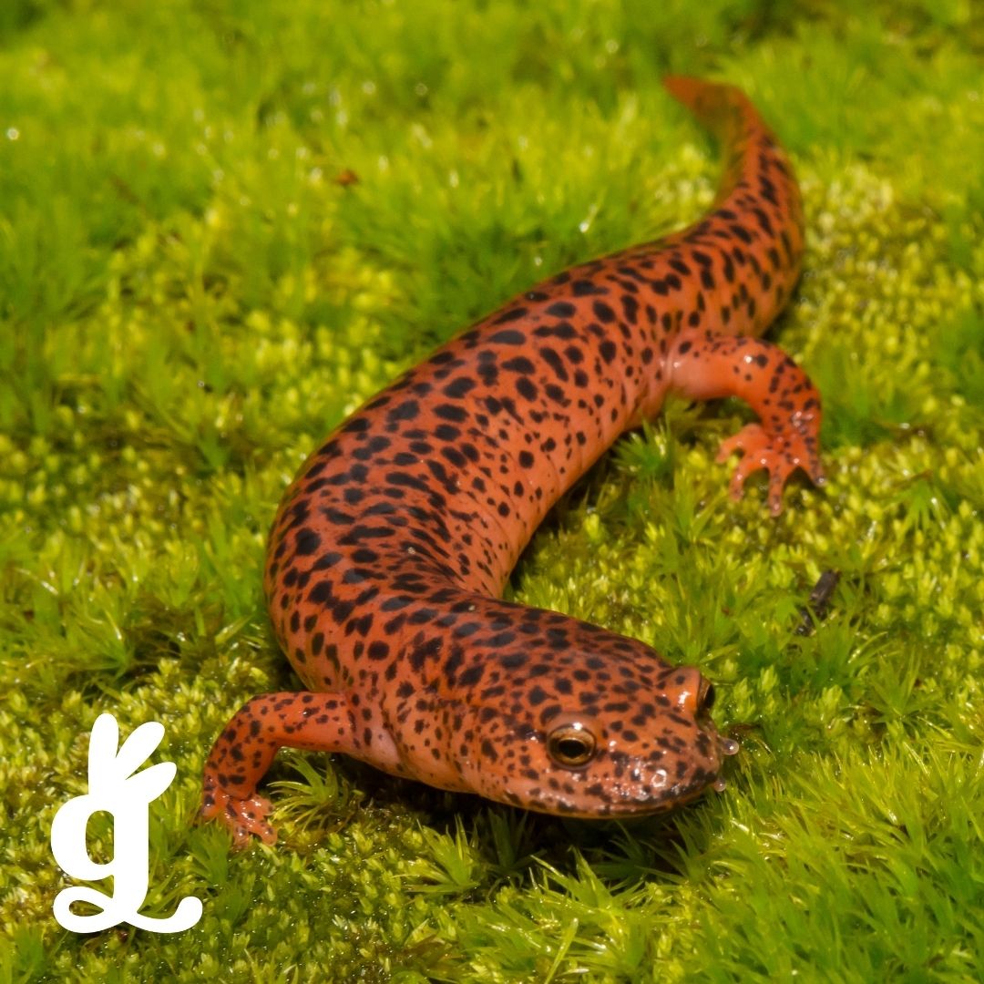 Amphibian Picture-to-Picture Cards