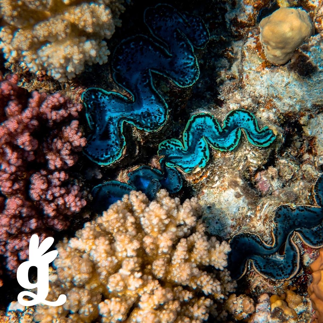 Animalia Three-Part Cards