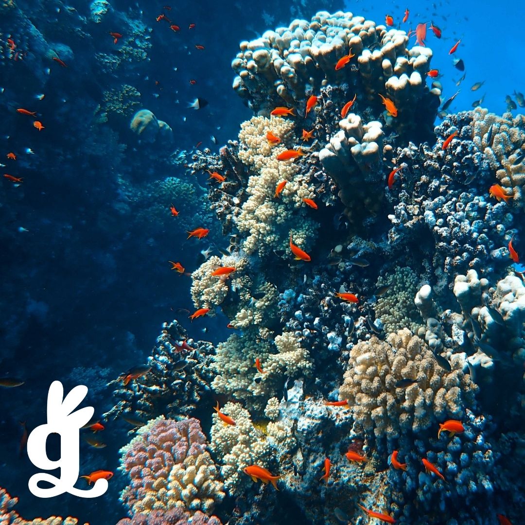 Animalia Handwriting Cards