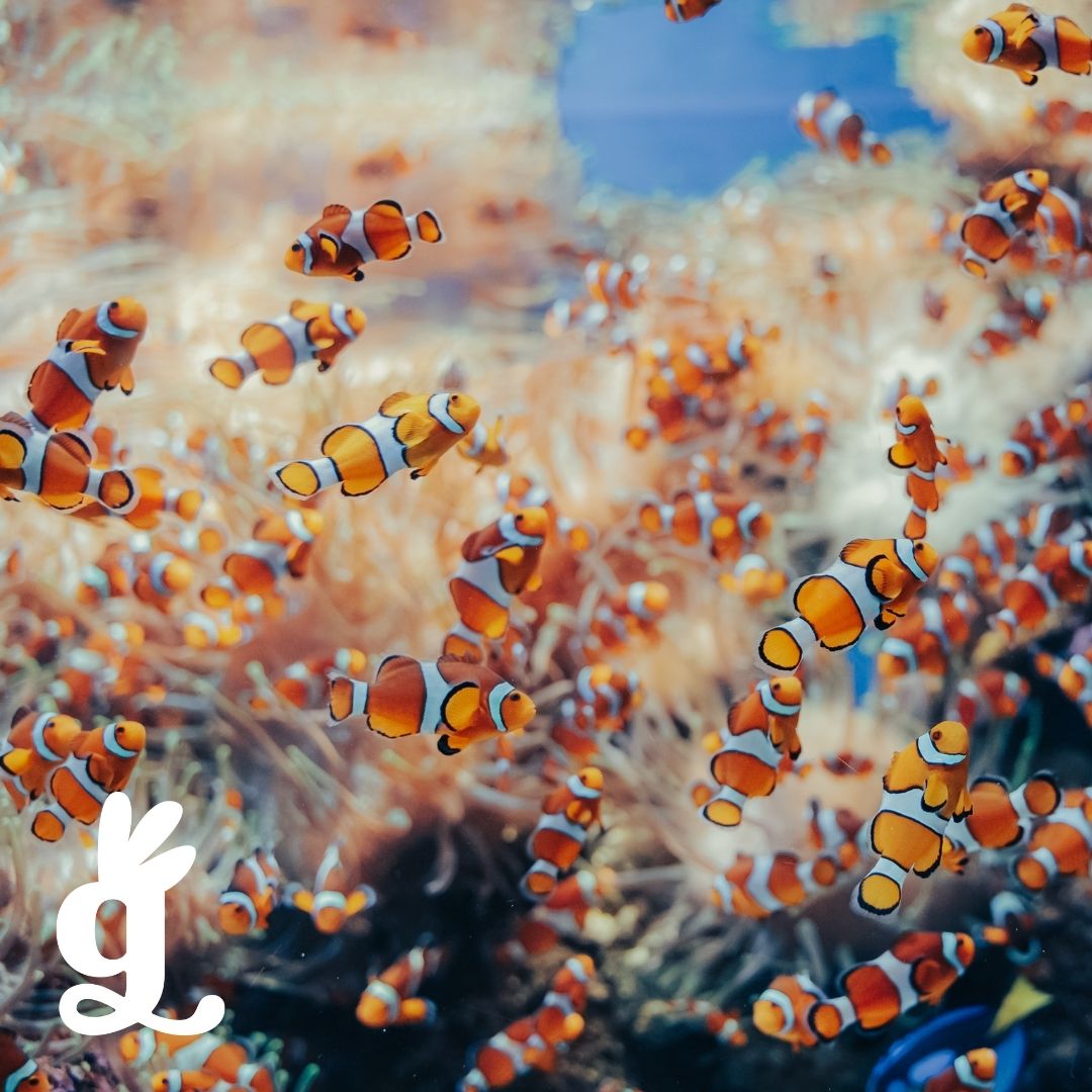 Animalia Vocabulary Three-Part Cards