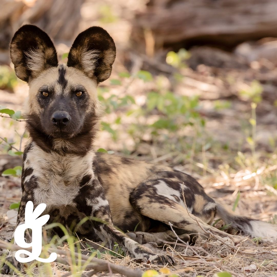 Animals at Risk Three-Part Cards