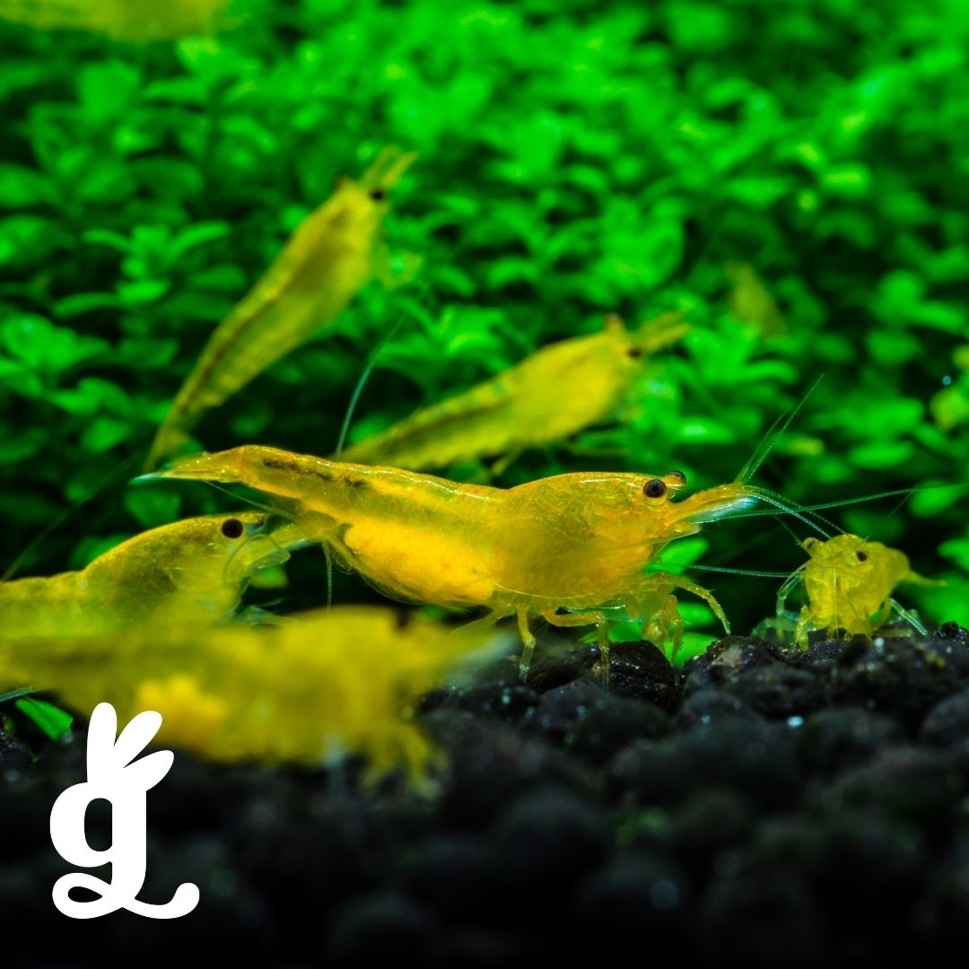 Aquatic Invertebrates and Eggs Matching Cards