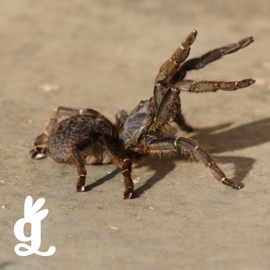 Arthropoda Vocabulary Three-Part Cards