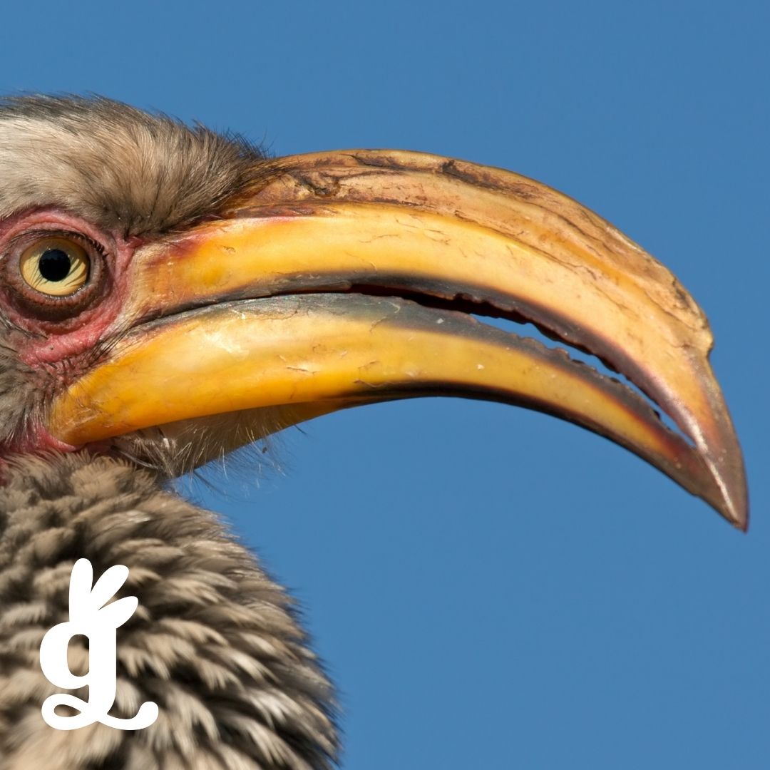 Bird Beak Three-Part Cards