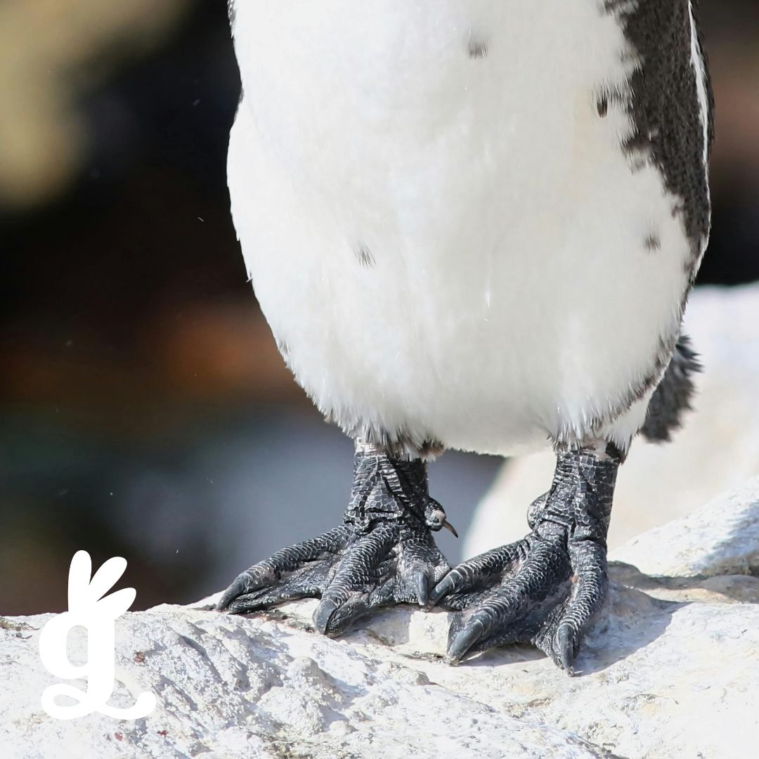 Bird Feet Three-Part Cards