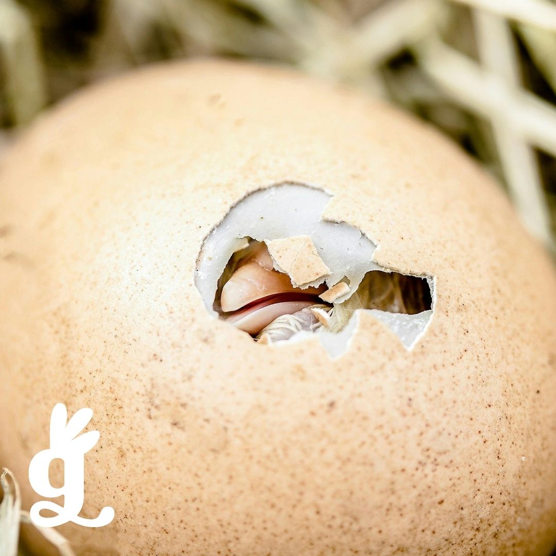 Birds and Eggs Matching Cards