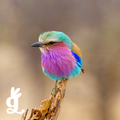 Bird Counters