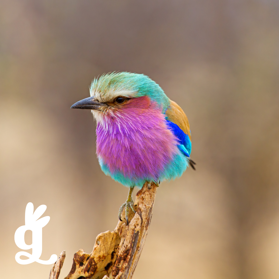 Bird Counters