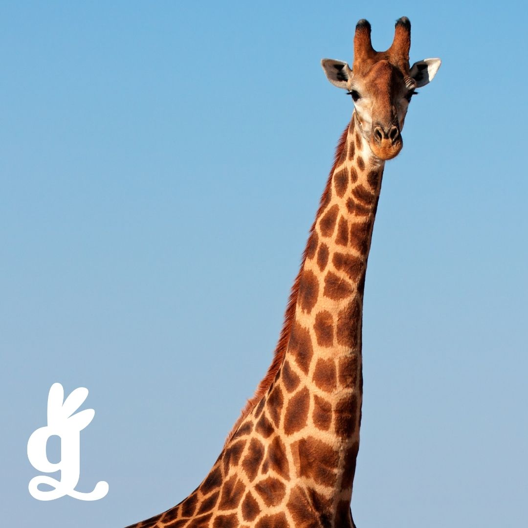 Chordata Three-Part Cards