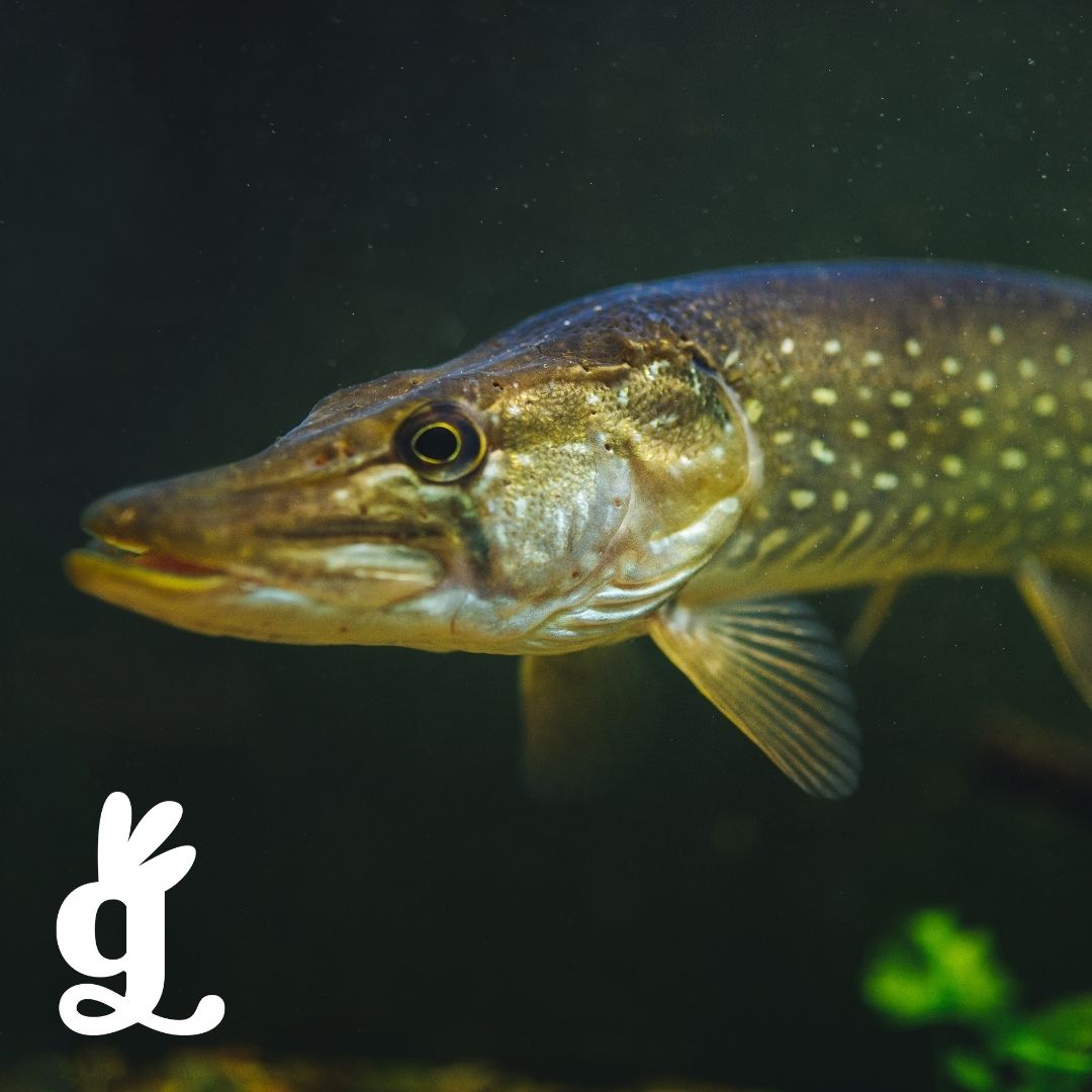 Chordata Vocabulary Three-Part Cards