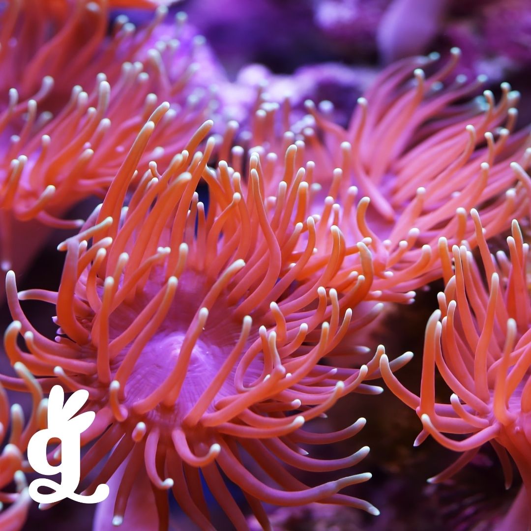 Cnidaria Three-Part Cards