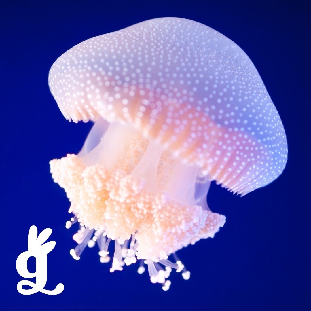 Cnidaria Picture-to-Picture Cards