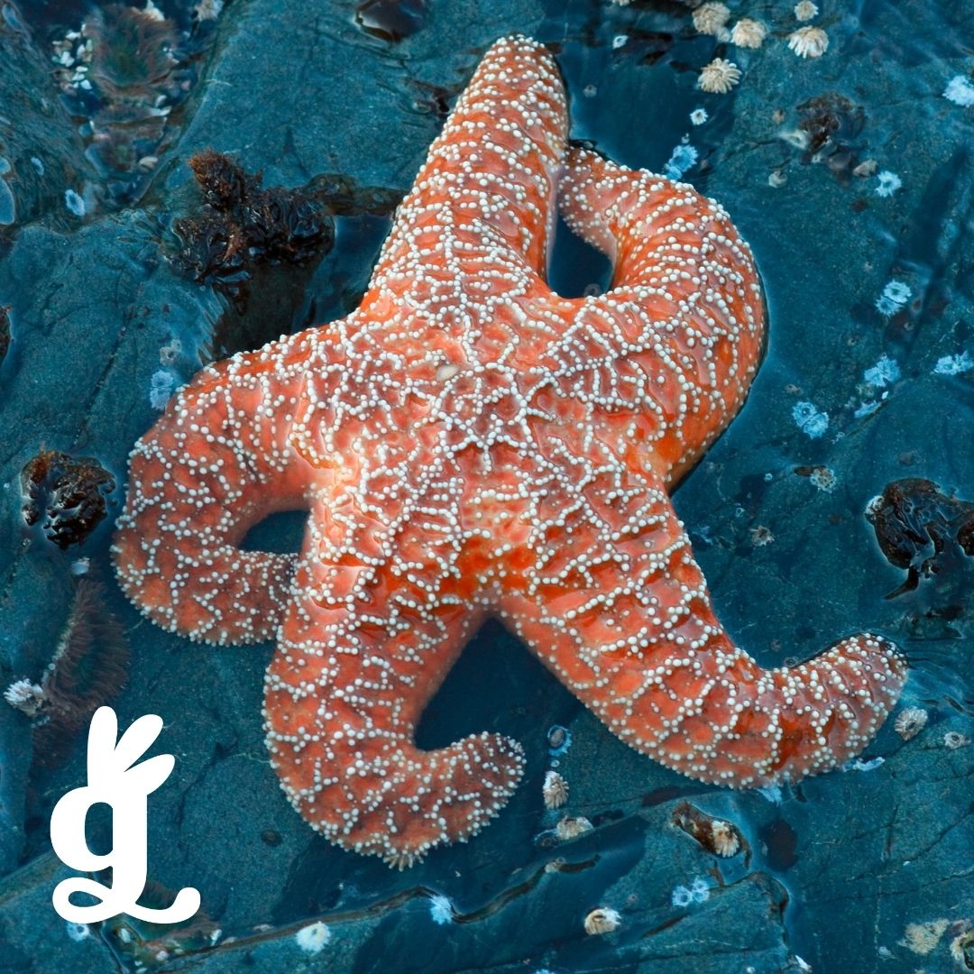 Echinodermata Three-Part Cards