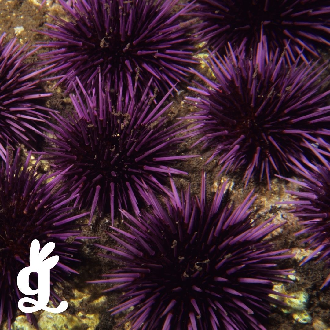 Echinodermata Frieze