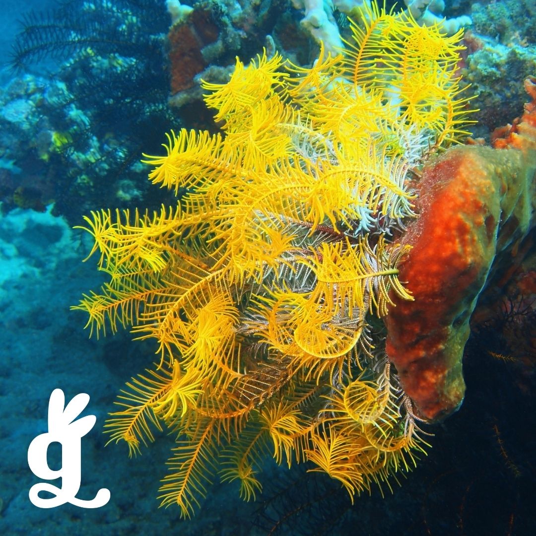 Echinodermata Vocabulary Three-Part Cards