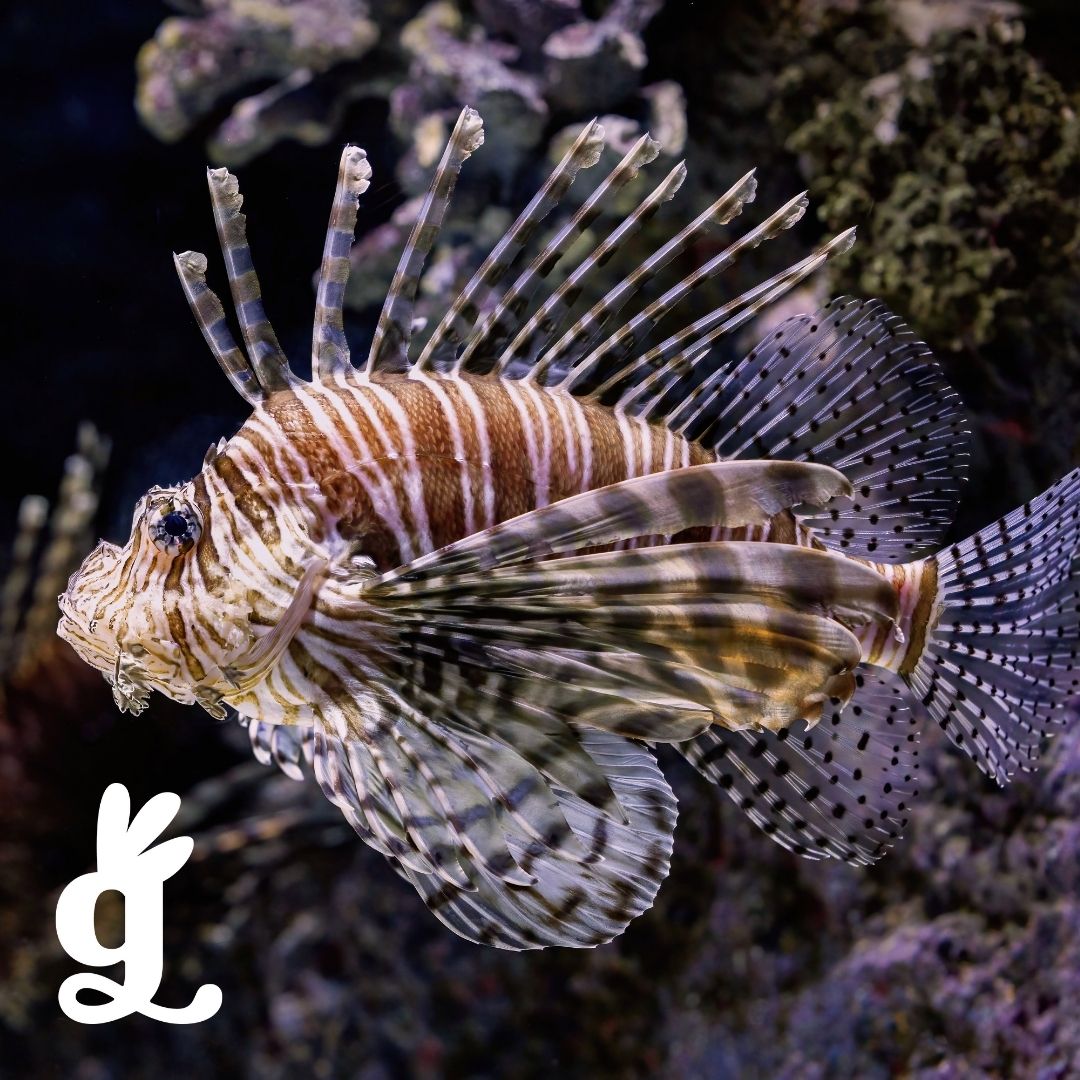 Fish Picture-to-Picture Cards