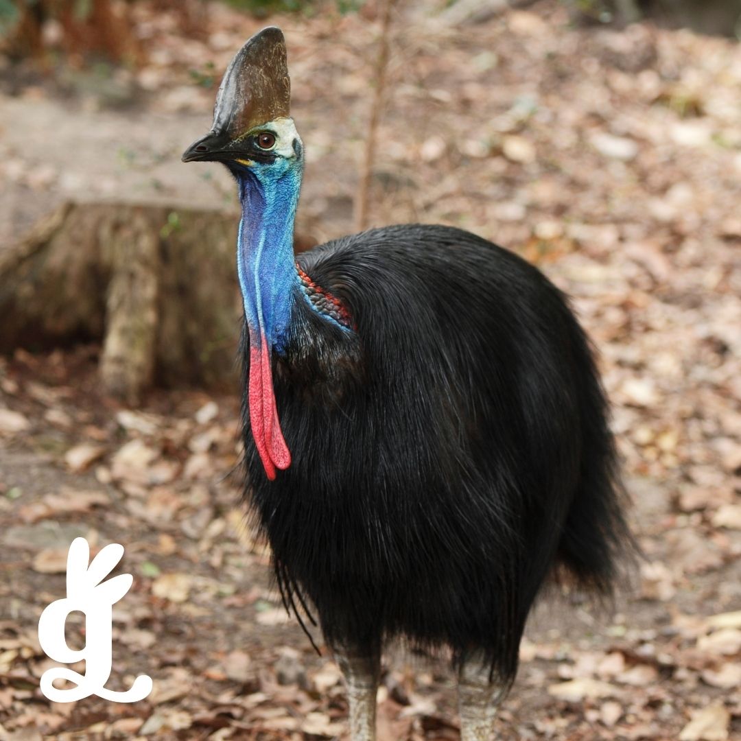 Flightless Birds Three-Part Cards