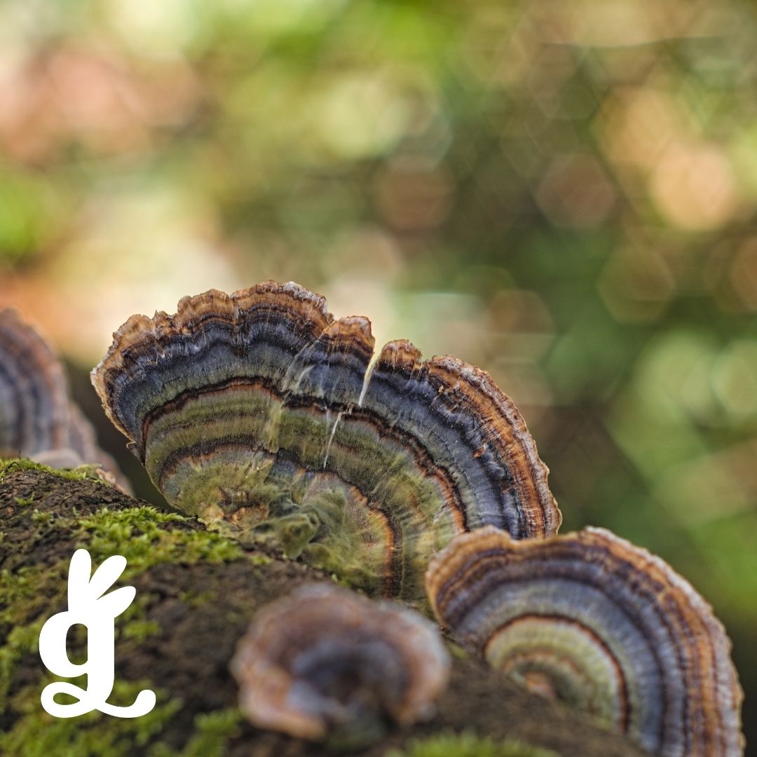 Fungi Three-Part Cards