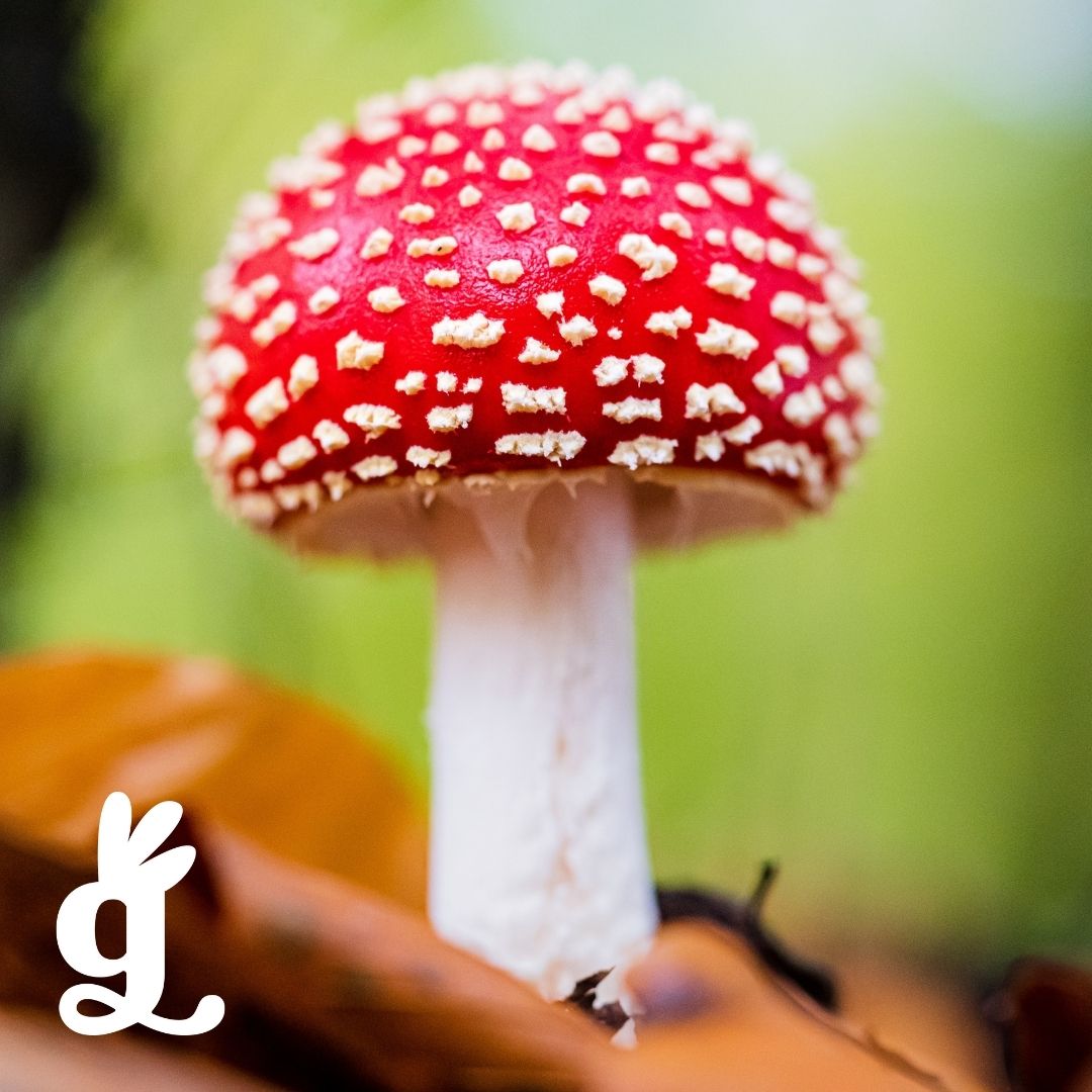 Fungi Picture-to-Picture Cards