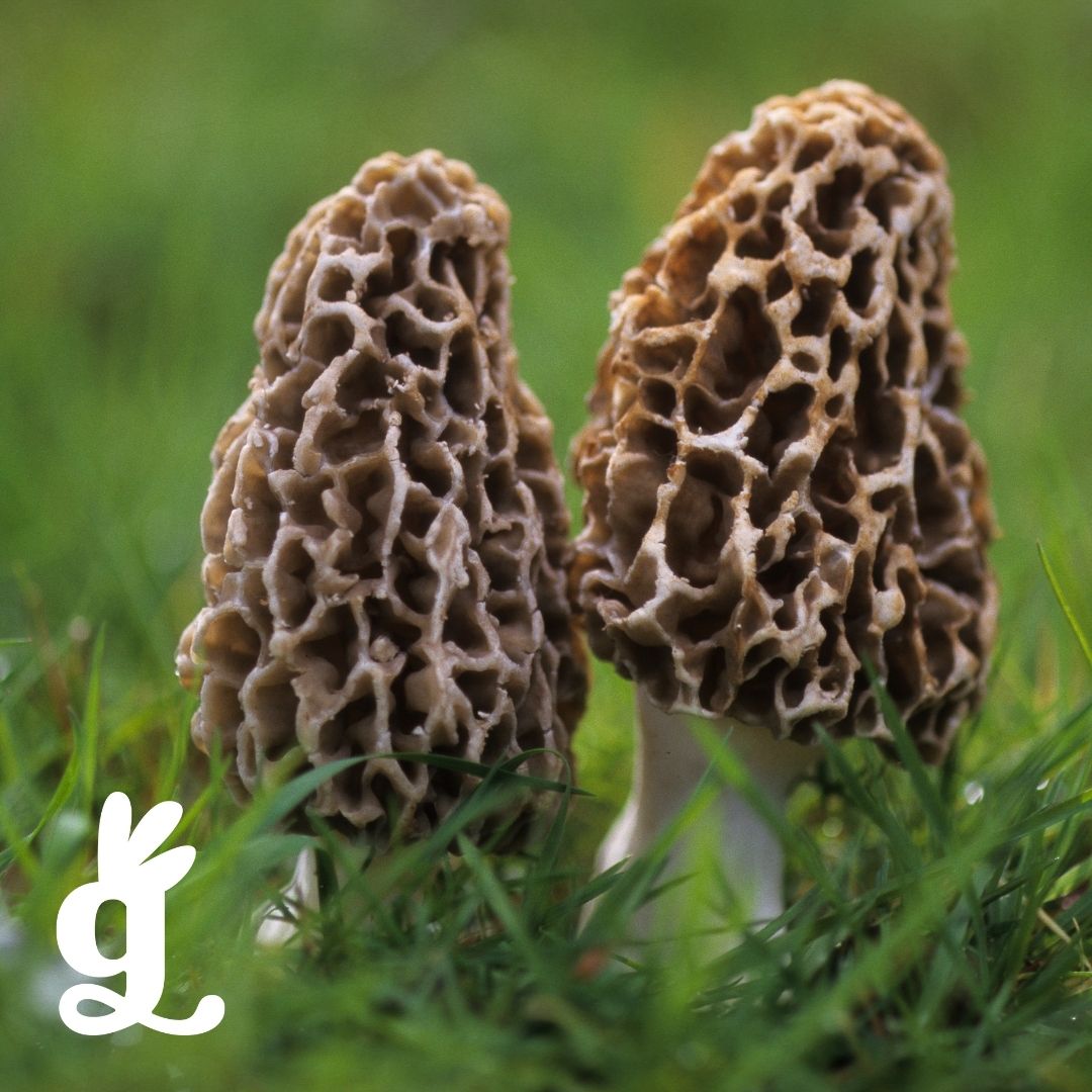 Fungi Vocabulary Three-Part Cards