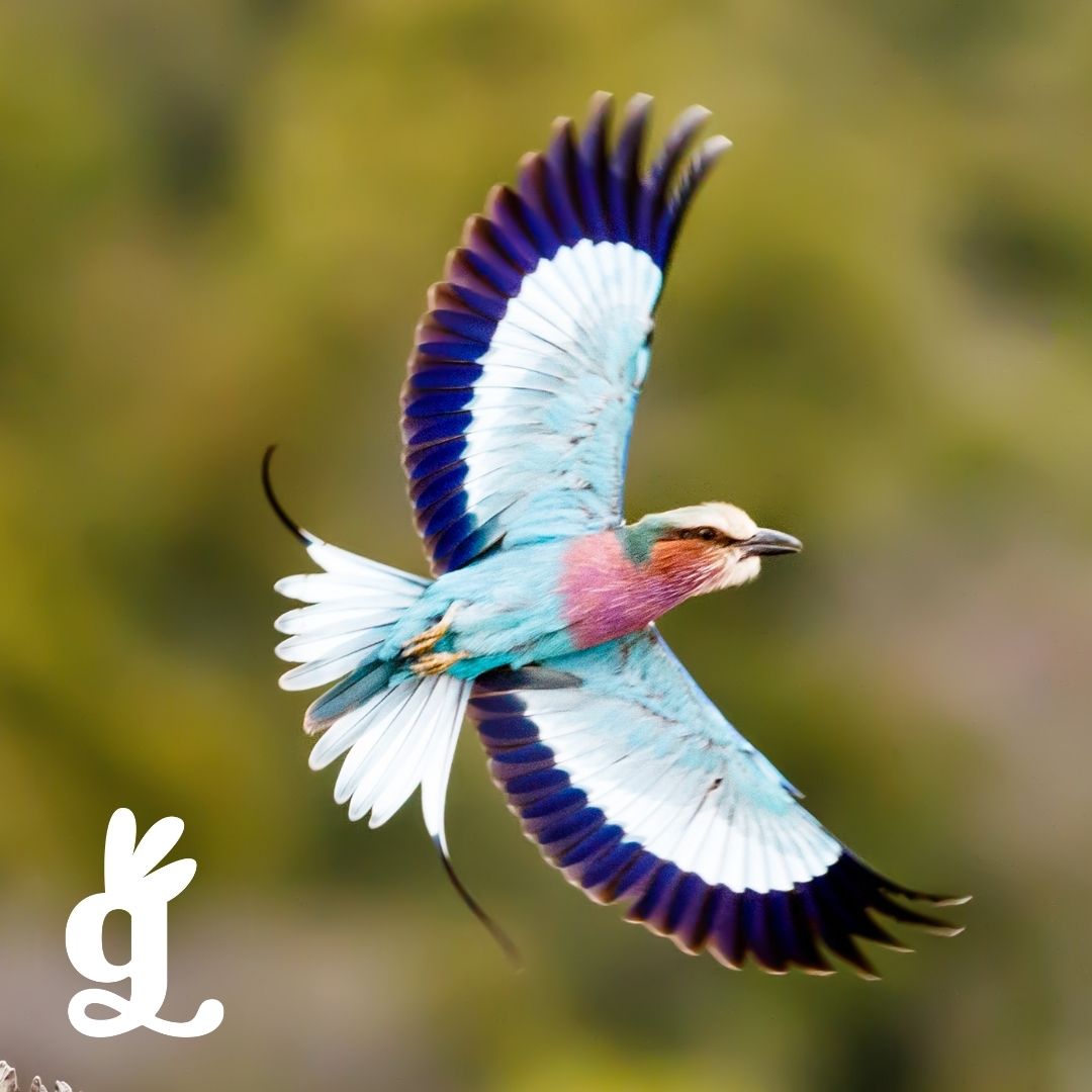 Sugarbird Education Gift Card