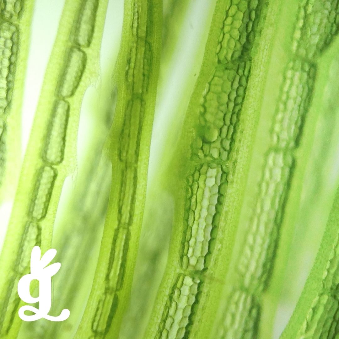 Living Kingdoms Three-Part Cards