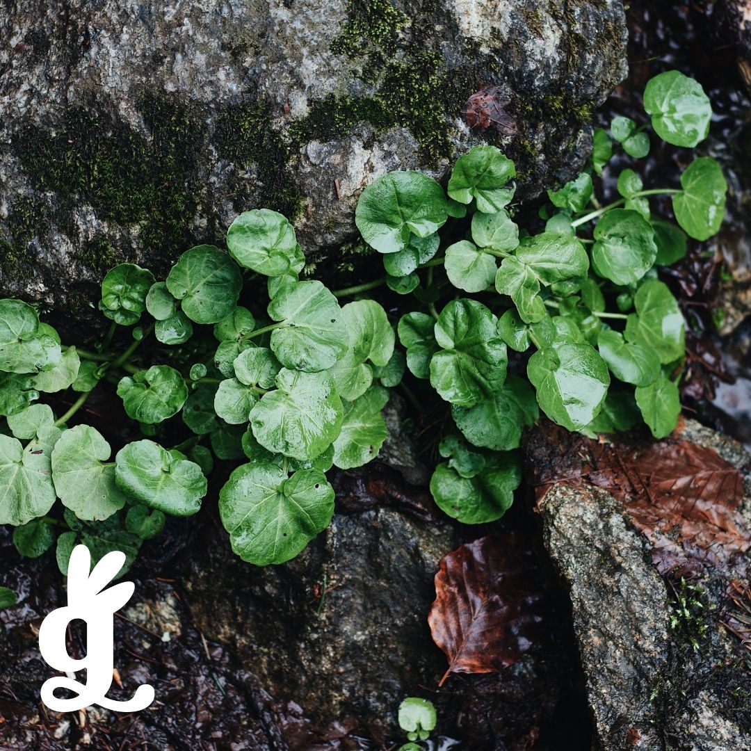 Living or Non-Living