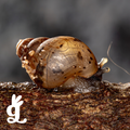 Mollusca Counters