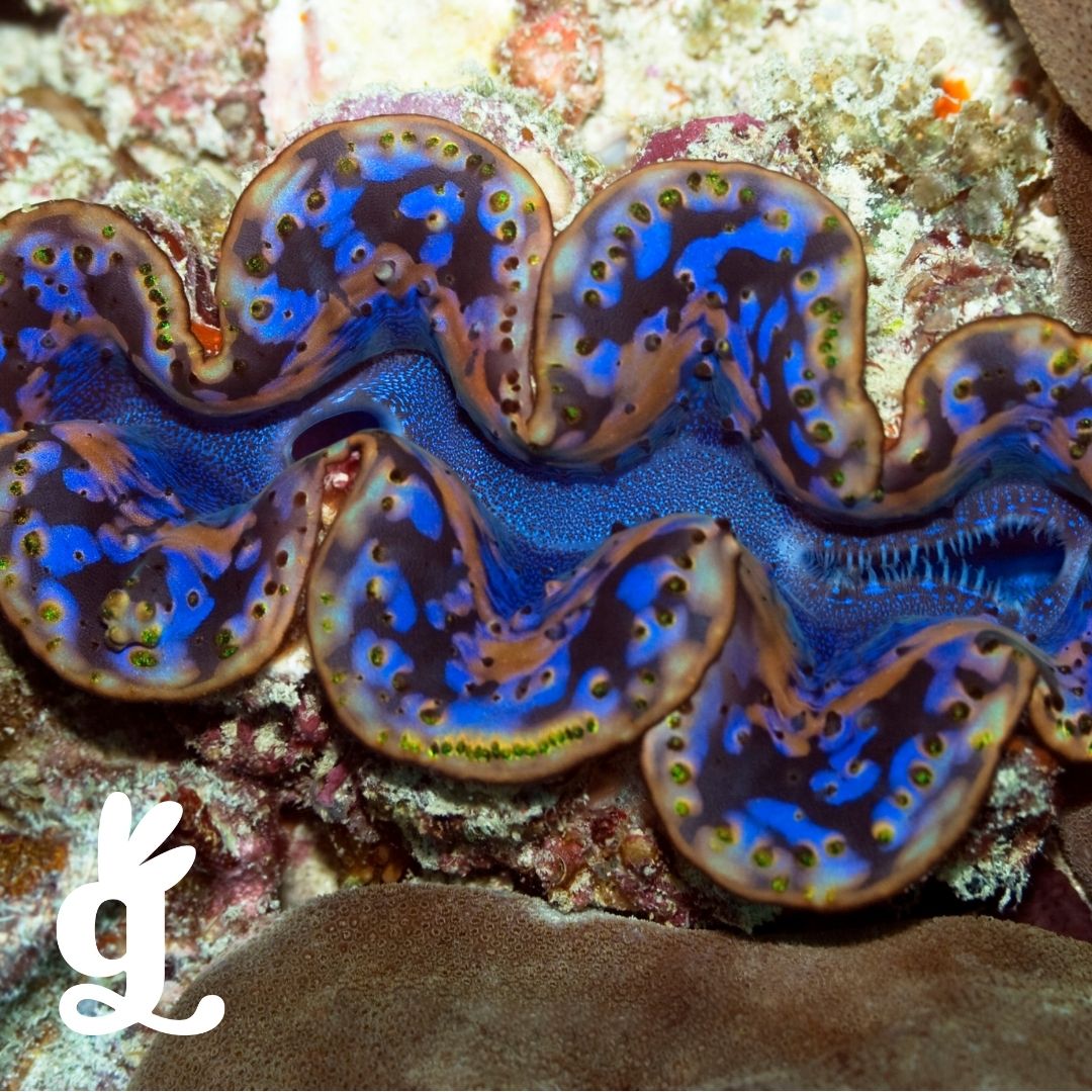 Mollusca Vocabulary Three-Part Cards