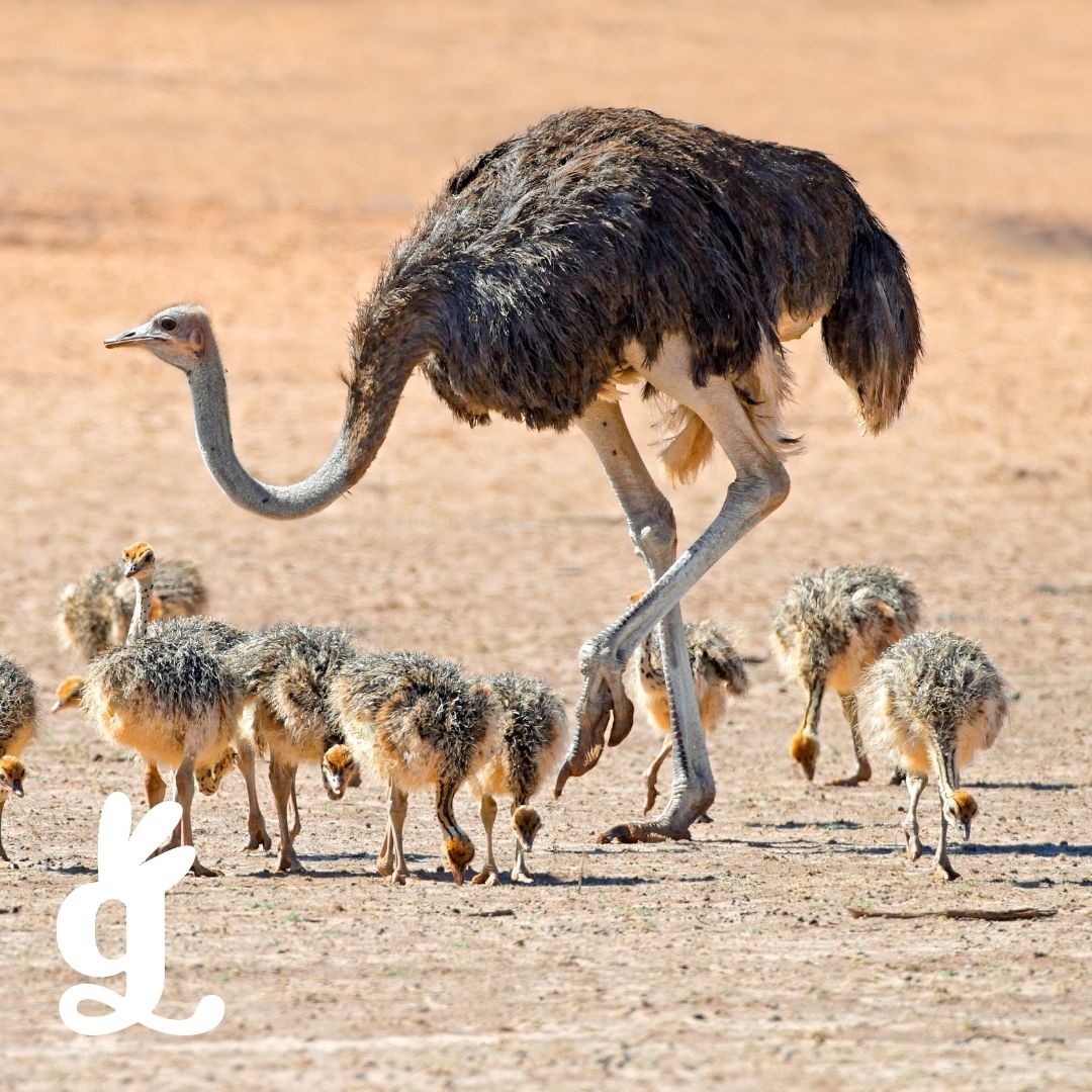 Bird Life Cycle Booklet: Ostrich
