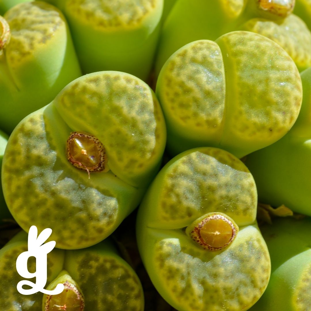 Plant Adaptations Frieze