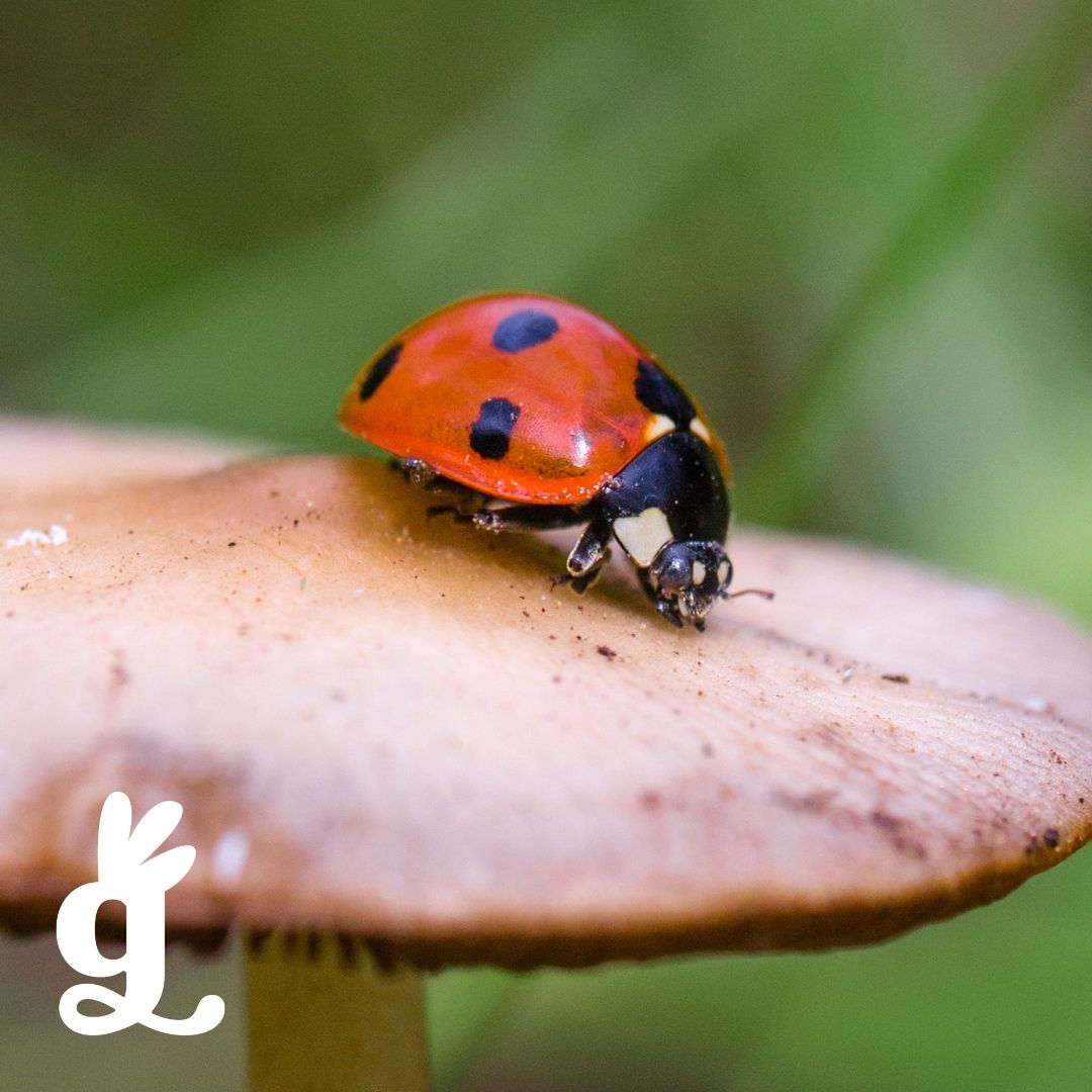 Plant / Fungus / Animal