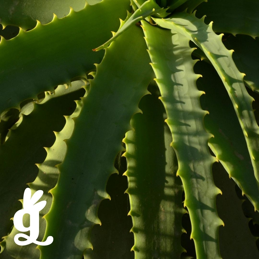 Plantae Vocabulary Three-Part Cards