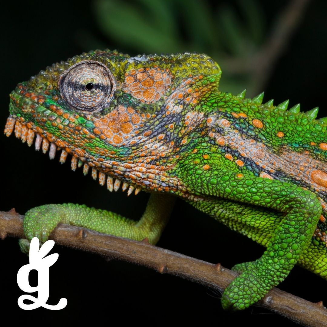 South African Reptile Picture-to-Picture Cards