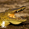 Reptile Counters