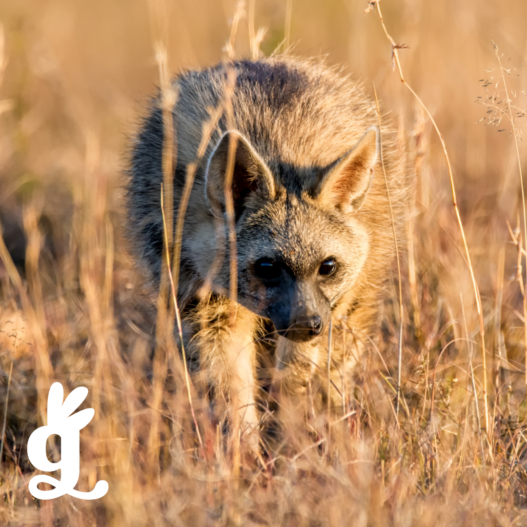 Shy Five Three-Part Cards