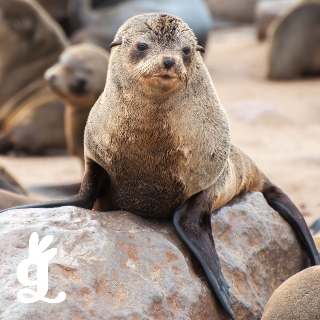 South African Aquatic Mammals Three-Part Cards