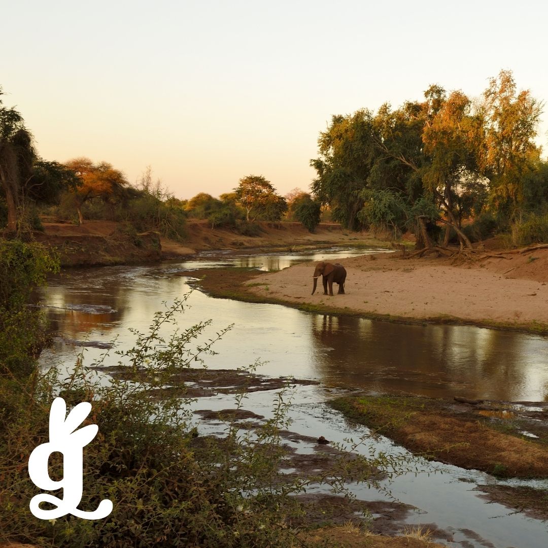 South African Biomes Frieze