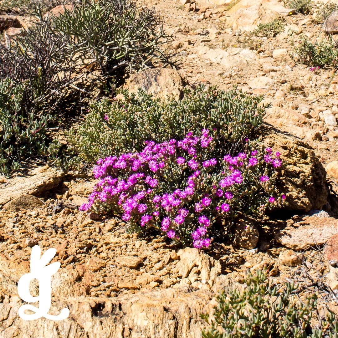 South African Biome Three-Part Cards