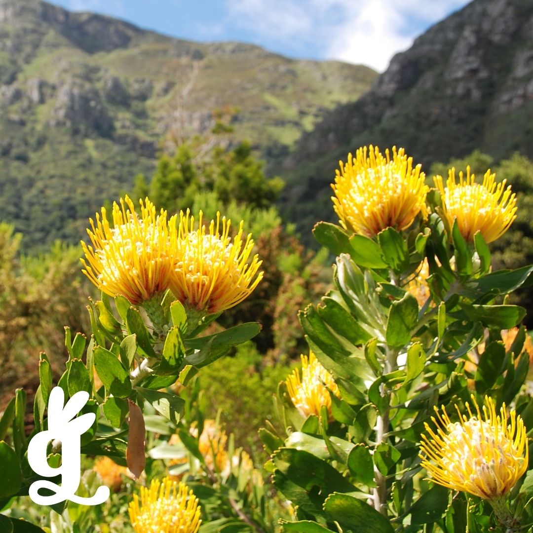 South African Flower Three-Part Cards