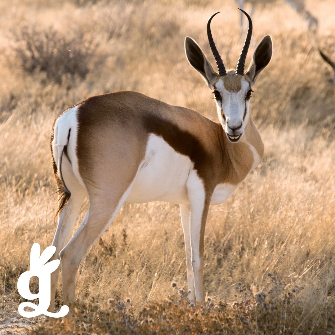 South African Mammal Three-Part Cards