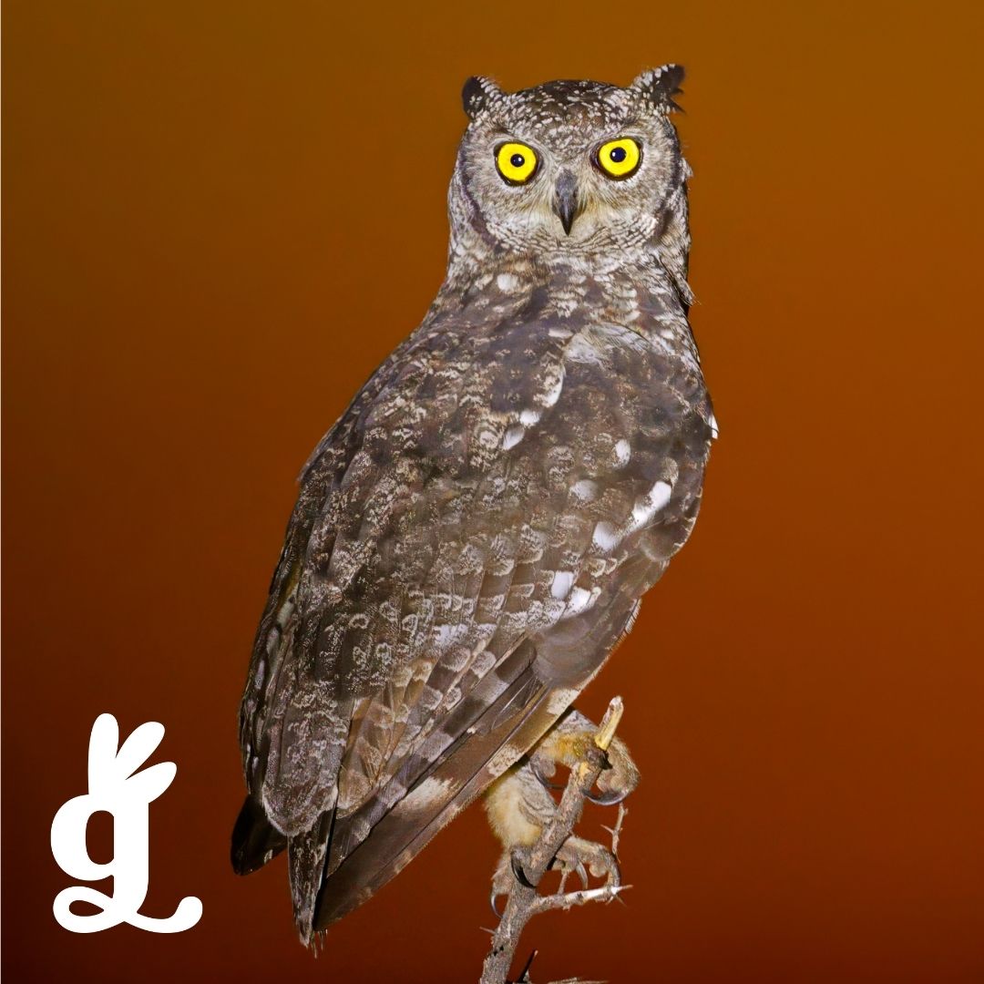 South African Nocturnal Birds Three-Part Cards