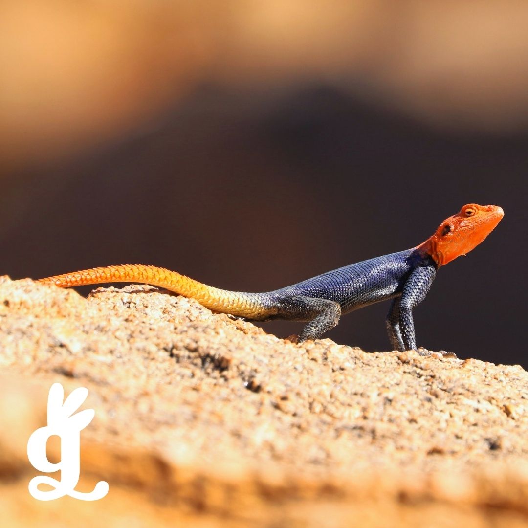 South African Reptile Three-Part Cards