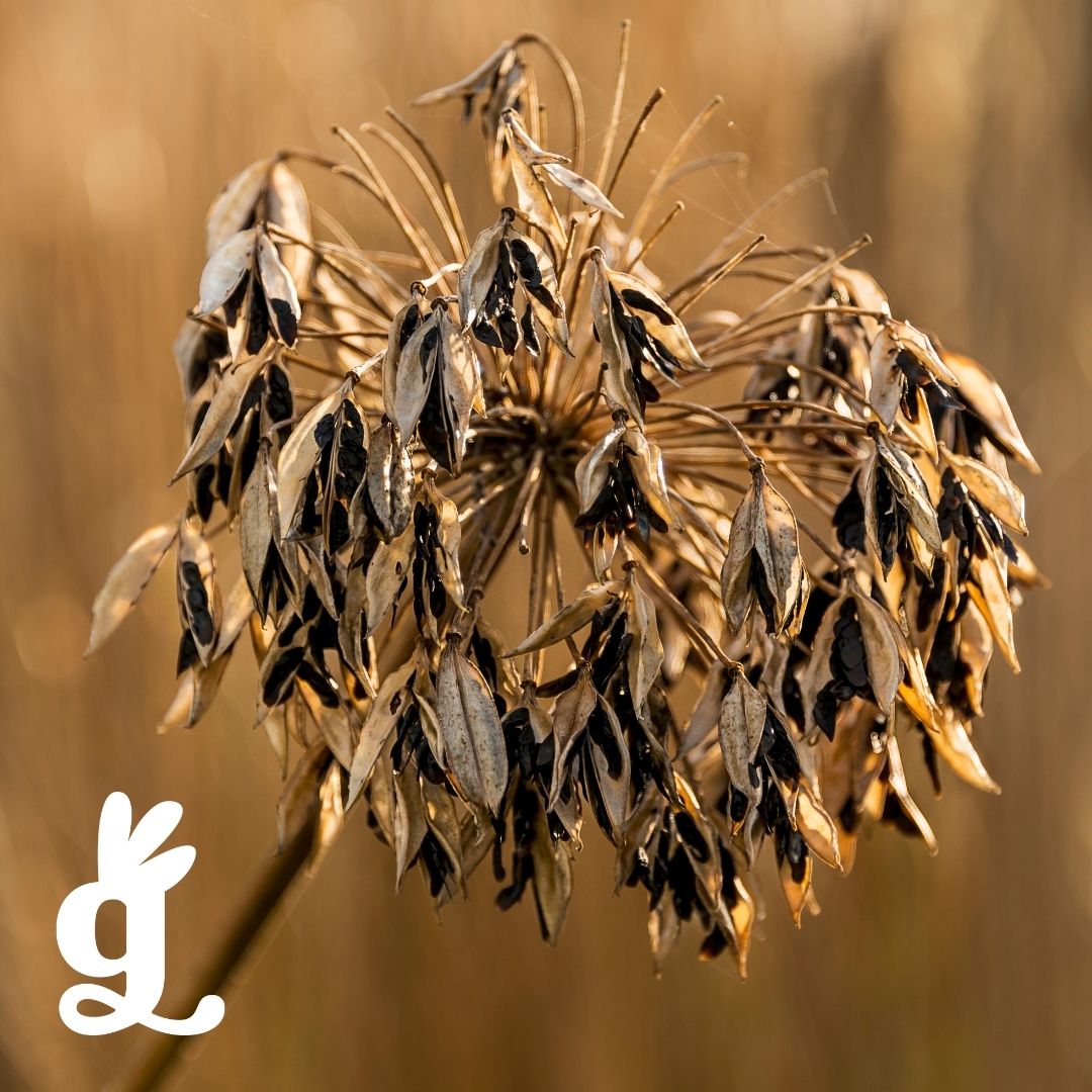 South African Seeds Three-Part Cards