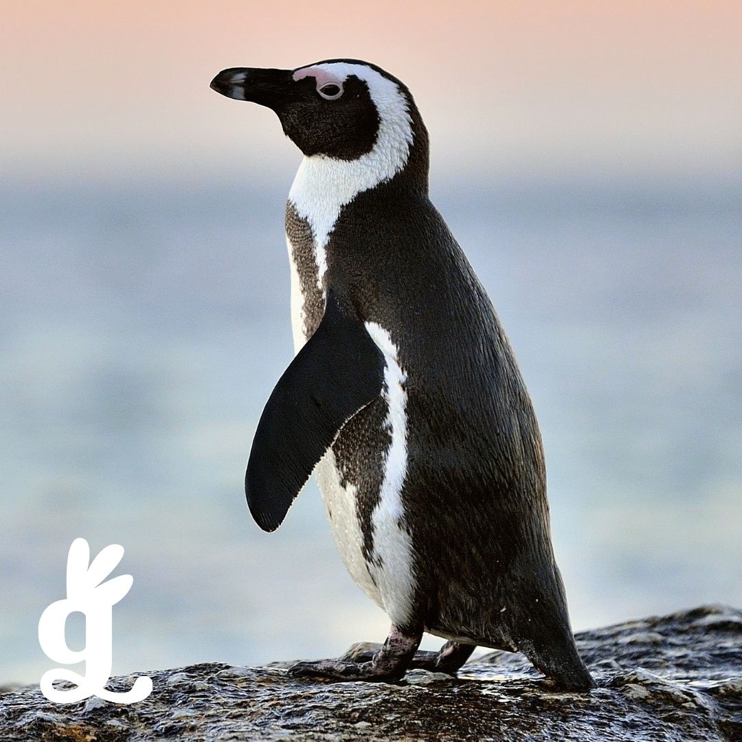 South African Water Birds Three-Part Cards