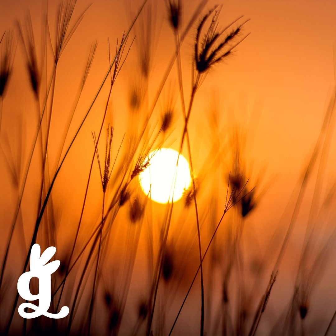 South African Sun Game