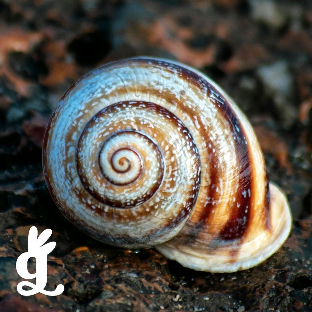 Traits of Life Three-Part Cards