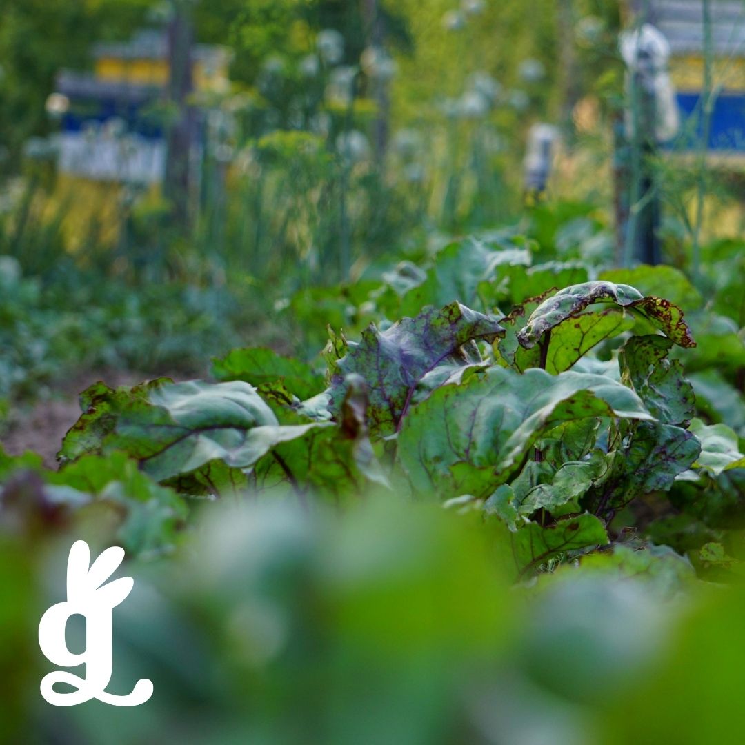 Types of Food Three-Part Cards