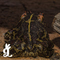 Amphibian Life Cycle Booklet: Western Leopard Toad